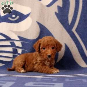 Urbana, Mini Goldendoodle Puppy